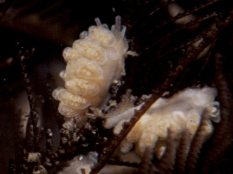  Doto coronata (Sea Slug)